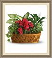 Auburn Greenhouse & Florist, 1310 Wheeler Rd, Auburn, MI 48611, (989)_662-4448